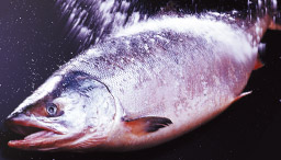 スローフード物語 vol.1 熟成新巻鮭