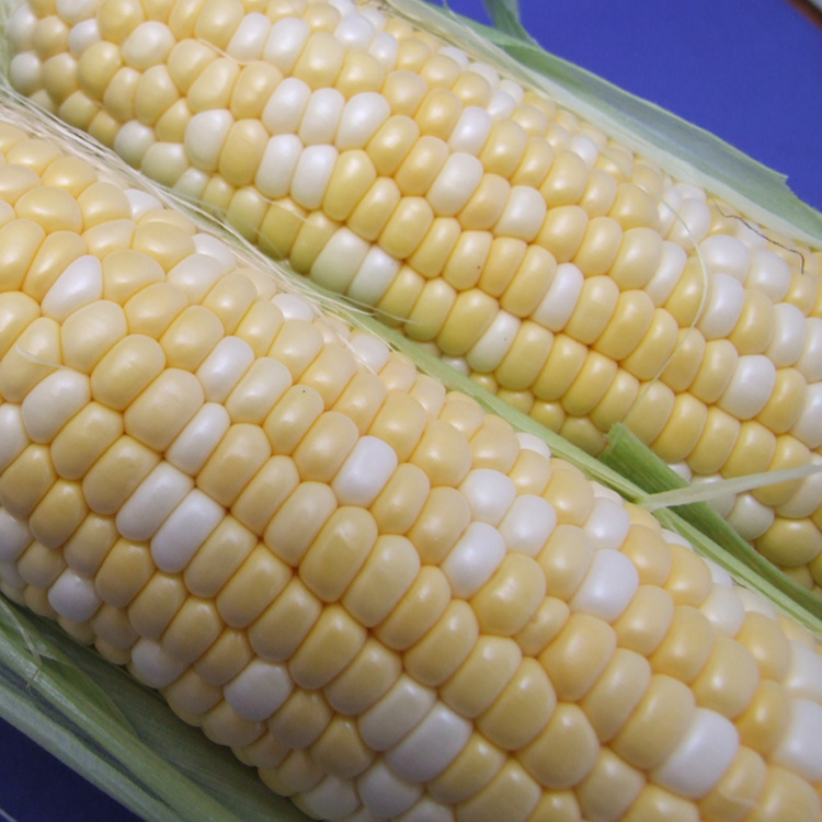 北海道の美味しいとうもろこし 佐藤水産のお取り寄せ通信販売 北海道の鮭 海産物グルメギフト通販